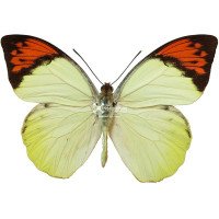 HEBOMOIA GLAUCIPPE